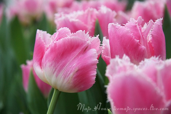 tulipshow01