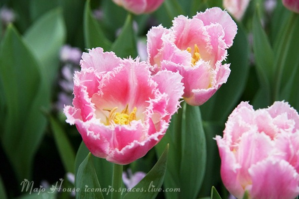 tulipshow02