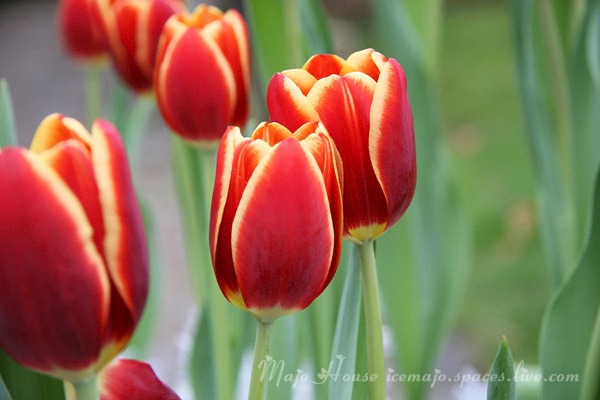 tulipshow03