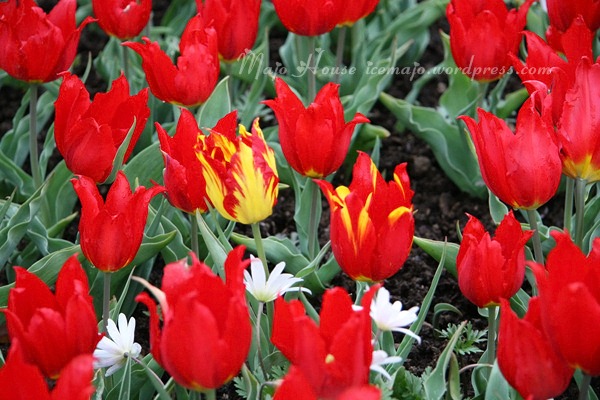 tulipshow04