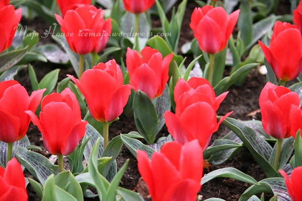 tulipshow06