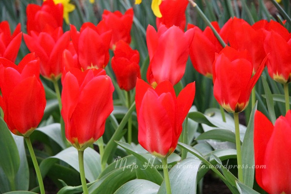 tulipshow08