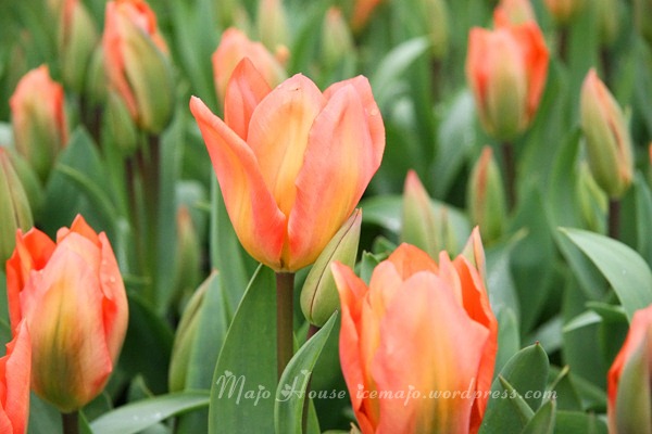 tulipshow09