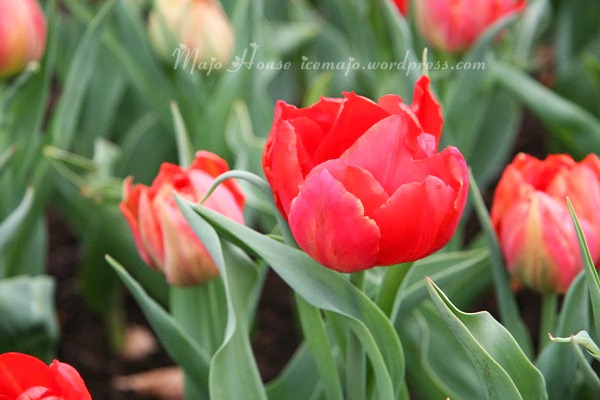 tulipshow12