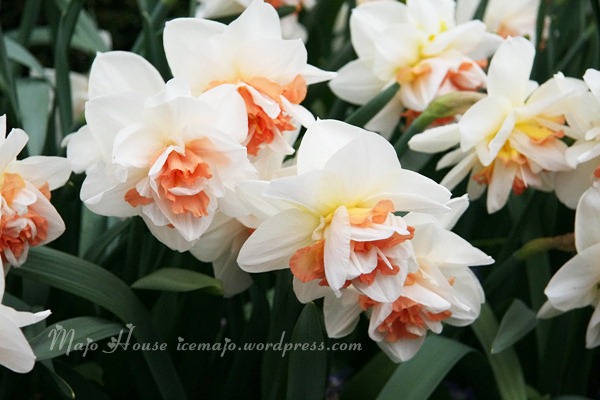 tulipshow14