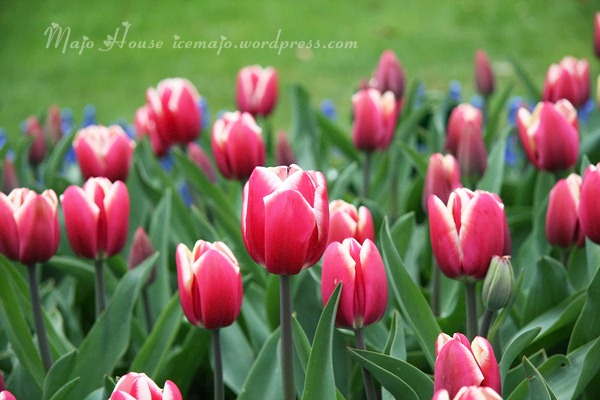 tulipshow17