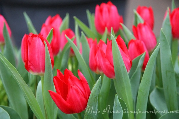 tulipshow18