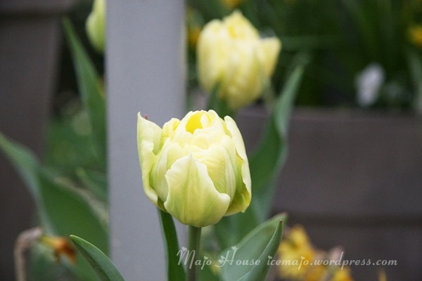 tulipshow19
