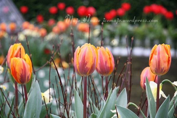 tulipshow21