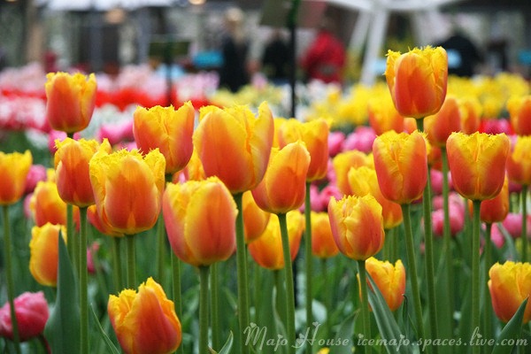 tulipshow24