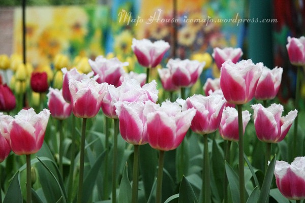tulipshow27