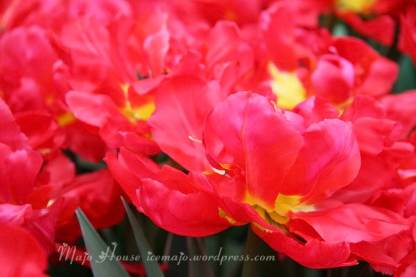 tulipshow28
