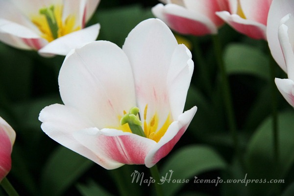tulipshow32