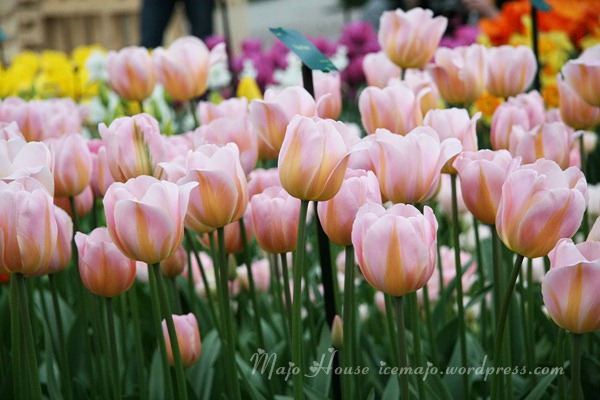 tulipshow34