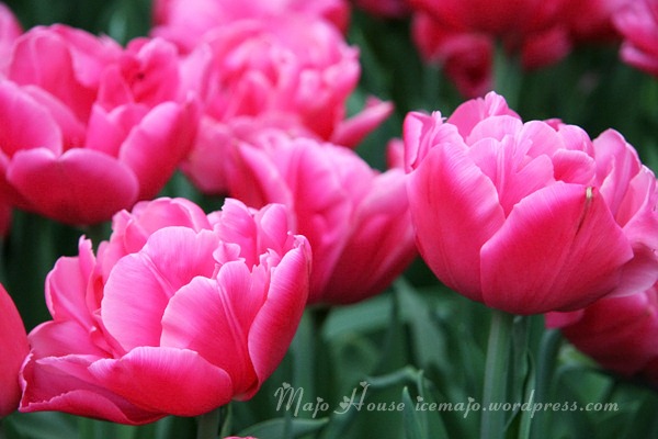 tulipshow35