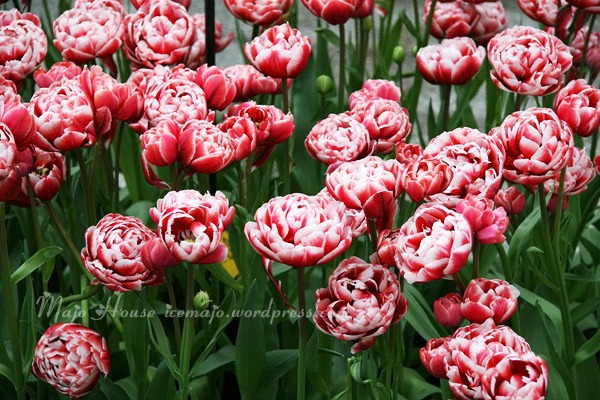 tulipshow38