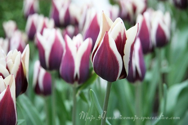 tulipshow39