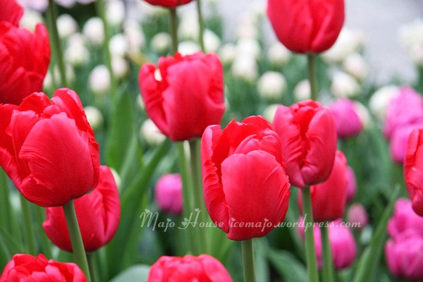 tulipshow40