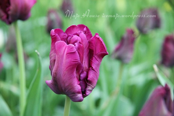 tulipshow41