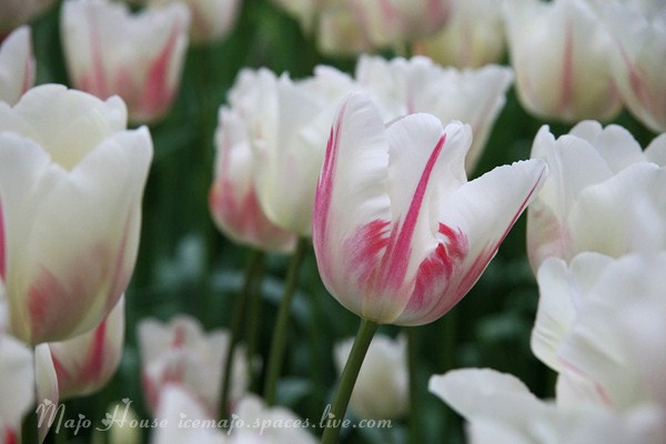 tulipshow42