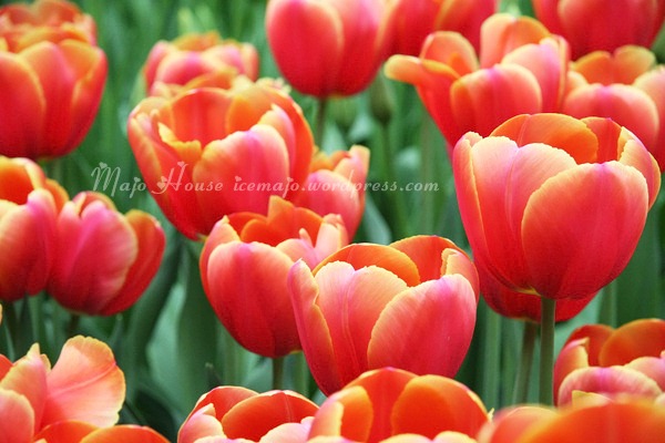 tulipshow43