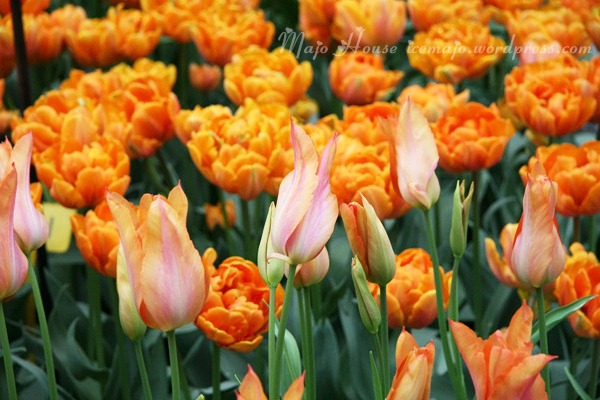 tulipshow44