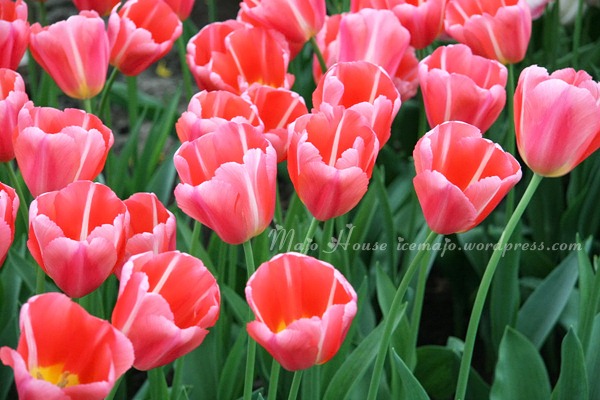 tulipshow47