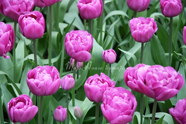 tulipshow52