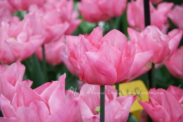 tulipshow59