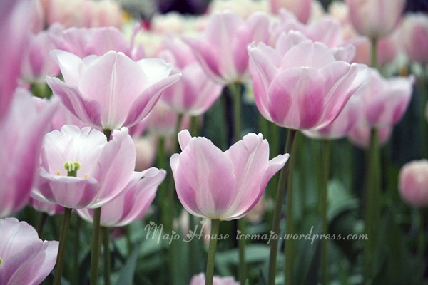 tulipshow61