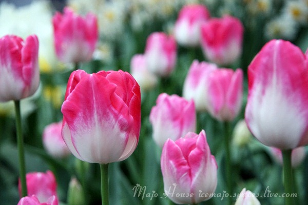 tulipshow69