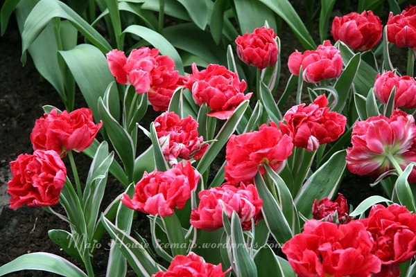 tulipshow70