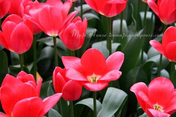 tulipshow71