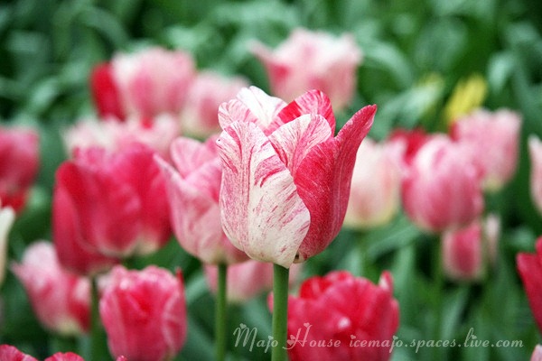 tulipshow76