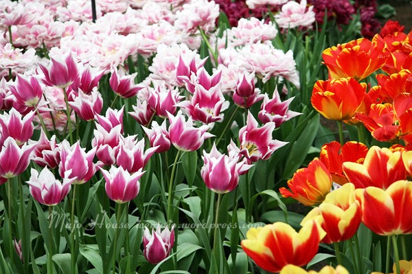 tulipshow78