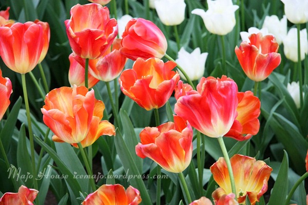 tulipshow80