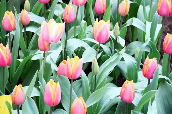 tulipshow86