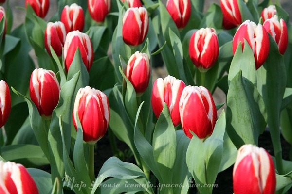 tulipshow90