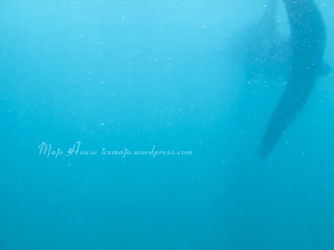 whaleshark006