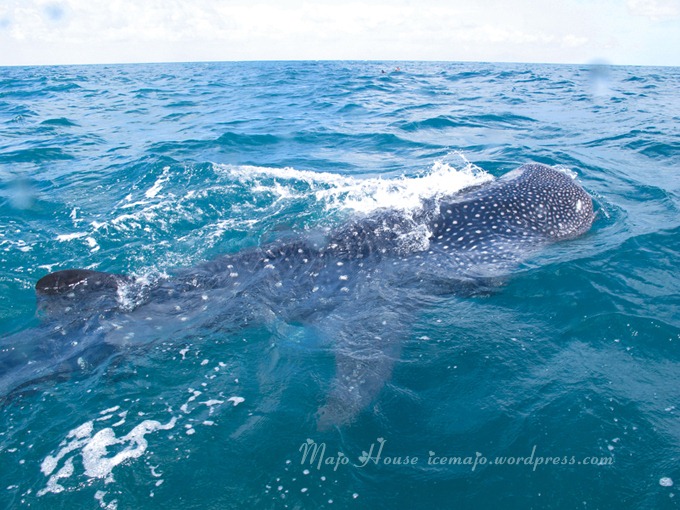whaleshark008