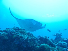 manta