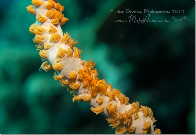 MajoHouse_BlogPhoto MajoHouse_BlogPhoto