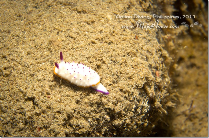 MajoHouse_BlogPhoto MajoHouse_BlogPhoto