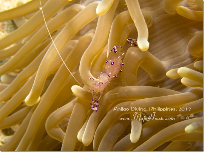 MajoHouse_BlogPhoto MajoHouse_BlogPhoto