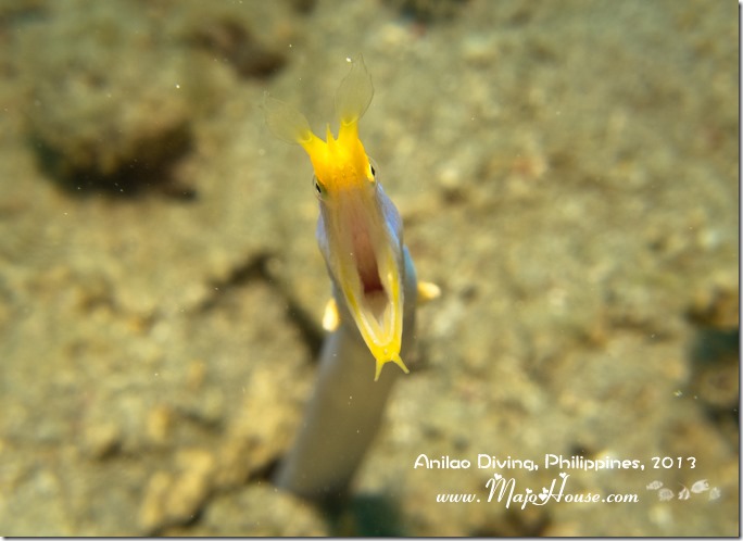 MajoHouse_BlogPhoto MajoHouse_BlogPhoto