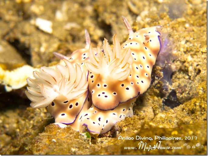 MajoHouse_BlogPhoto MajoHouse_BlogPhoto