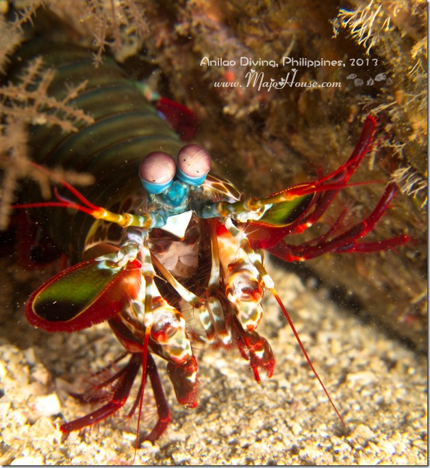 MajoHouse_BlogPhoto MajoHouse_BlogPhoto