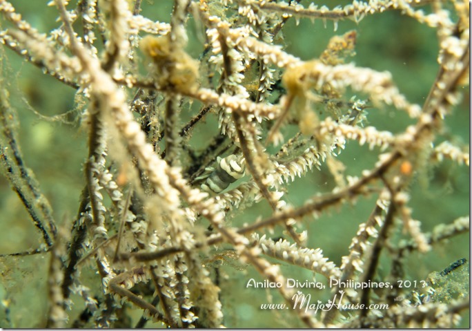 MajoHouse_BlogPhoto MajoHouse_BlogPhoto