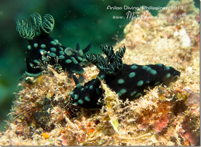 MajoHouse_BlogPhoto MajoHouse_BlogPhoto