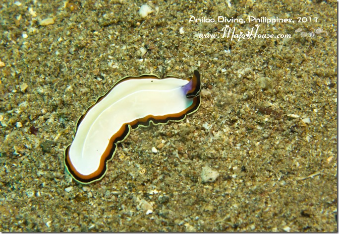 MajoHouse_BlogPhoto MajoHouse_BlogPhoto